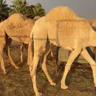 للبيع حشو قصب على حليب امهاتهن