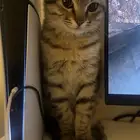 قط ذكر للتبني