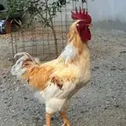 دجاج لوهمان صنف