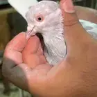 للبيع حمام باكستاني