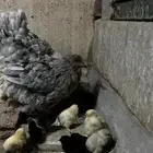 دجاج براهما