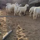 بهم للبيع