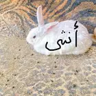 أرانب فرنسي للبيع