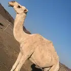ضروبه كفو