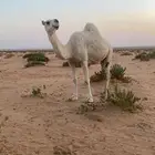 لقحه