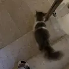 قط تبني