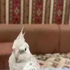 كروان هولندي ذكر