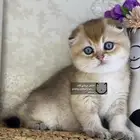 كيتن كيتنز سكوتش تربل فولد قولد قط قطه قطوه قطو