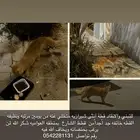 للتبني انثى