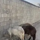 سواكن مرابي جذعان جبرة