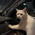 اقطه بيضاء انثى