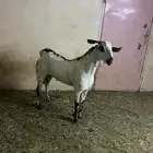 تيس بيشي صنف