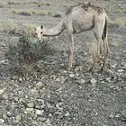 بكره