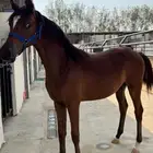 مهرة عربية ما شاء الله تبارك الله للبيع