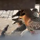 للبيع فروخ حمام