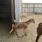 جفره دافع