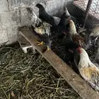 دجاج برهما ملون
