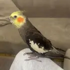 كروان نورمل نص ولافه عمره 9 شهور