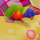 لوري كولارد فرخ اليف نشبه بداية هدد ( تم البيع )