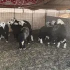 رخال نجد