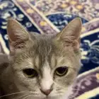 قطتين للتبني