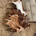عنقان وتيوس بلديه