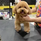 Best Imported Poodle For Mating ذكر بودل للتزاوج