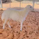 رخخخل فل شحمم