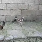 دجاج ماكنتوش مقبعات
