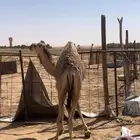 حاشي مغلق وسمين