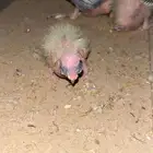 فروخ كروان 3