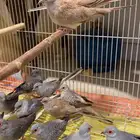 ماسي