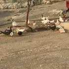 وز بلدي للبيع