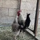 ديك ودجاجه بلدي