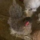 للبيع دجاج امريكي