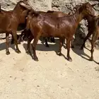 جفار دهم عدد 6 ( تم البيع )