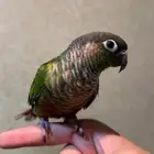 ذكر كنيور قرين شيك اليف