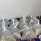 حب للطيور