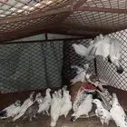 كفوا  Siri ما هو النمرة