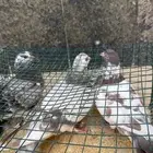 حمام سوري وعربي ودجاج باكستاني