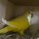 ذكر كويكر لاتينو
