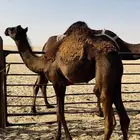 قعود قصب فل شحم