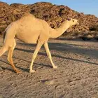 بكار للبيع شقحاء رمانية وصفرا دبيانية
