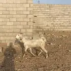 جفره رباع