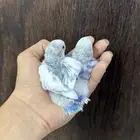 للبيع فرخين روز حبه دايلوت وحبه ابرق (( تم البيع ))