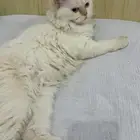 قطط