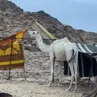 قعود جدع على بعير حضينان الجروي