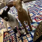 تيوس تووم العمر شهر