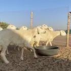 رخال صنف