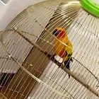 صن كنيور ببغاء يتكلم